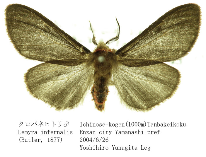 白鷗【小鳥＝羽虫無心】肉質画 シロヒトリのコーリング画質悪 | 生態・観察 | 日本蝶類研究会